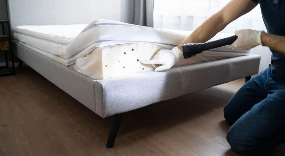 Bed Bug Prevention: A Traveler’s Guide to Avoiding Unwanted Souvenirs
