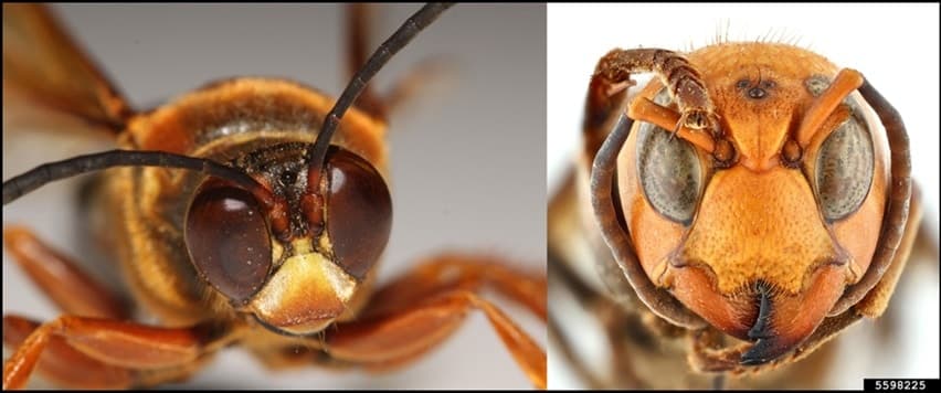 That’s Not a Murder Hornet: Understanding Cicada Killer Wasps in NC