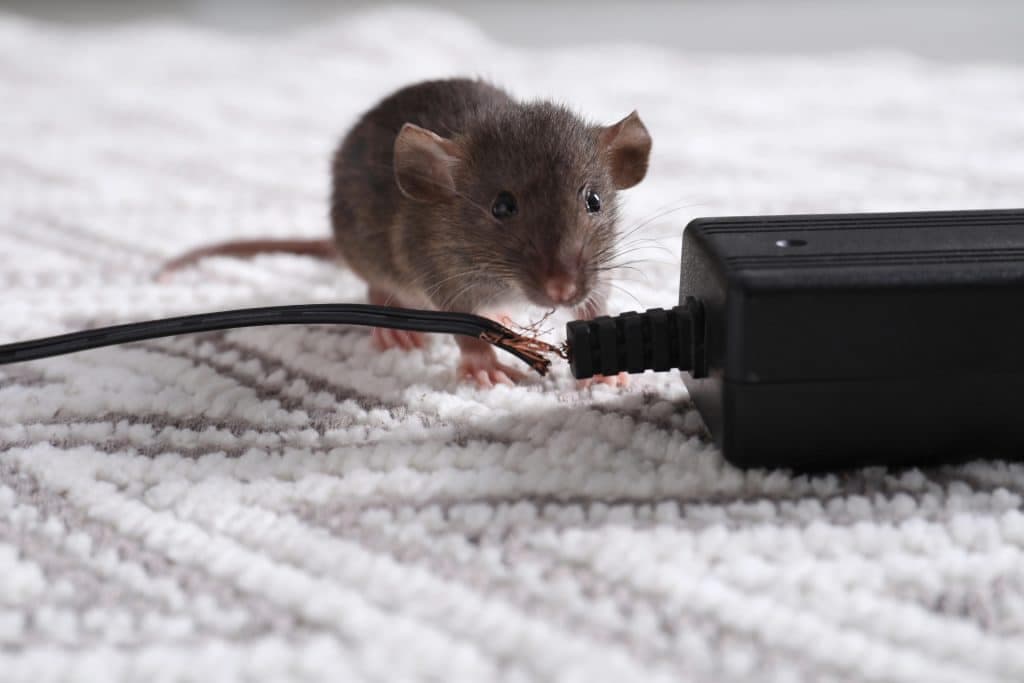 Winter Pest Control: Protecting Your Home as Pests Move Indoors