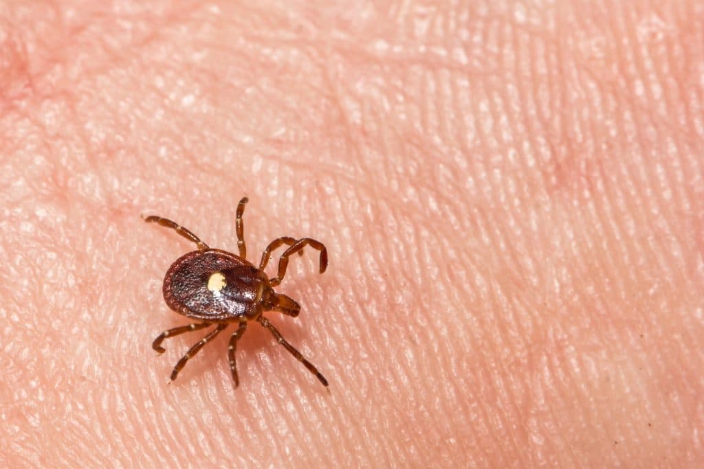 Lone Star Ticks: A Growing Concern in American Landscapes