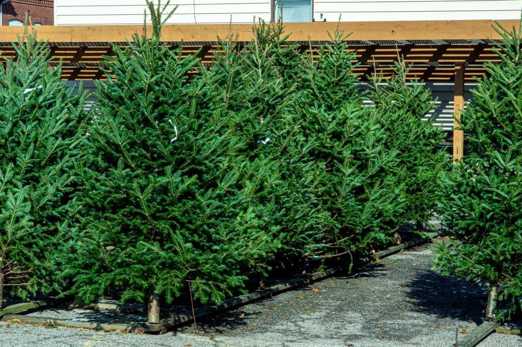 Real vs. Artificial Christmas Trees: A Pest Prevention Guide